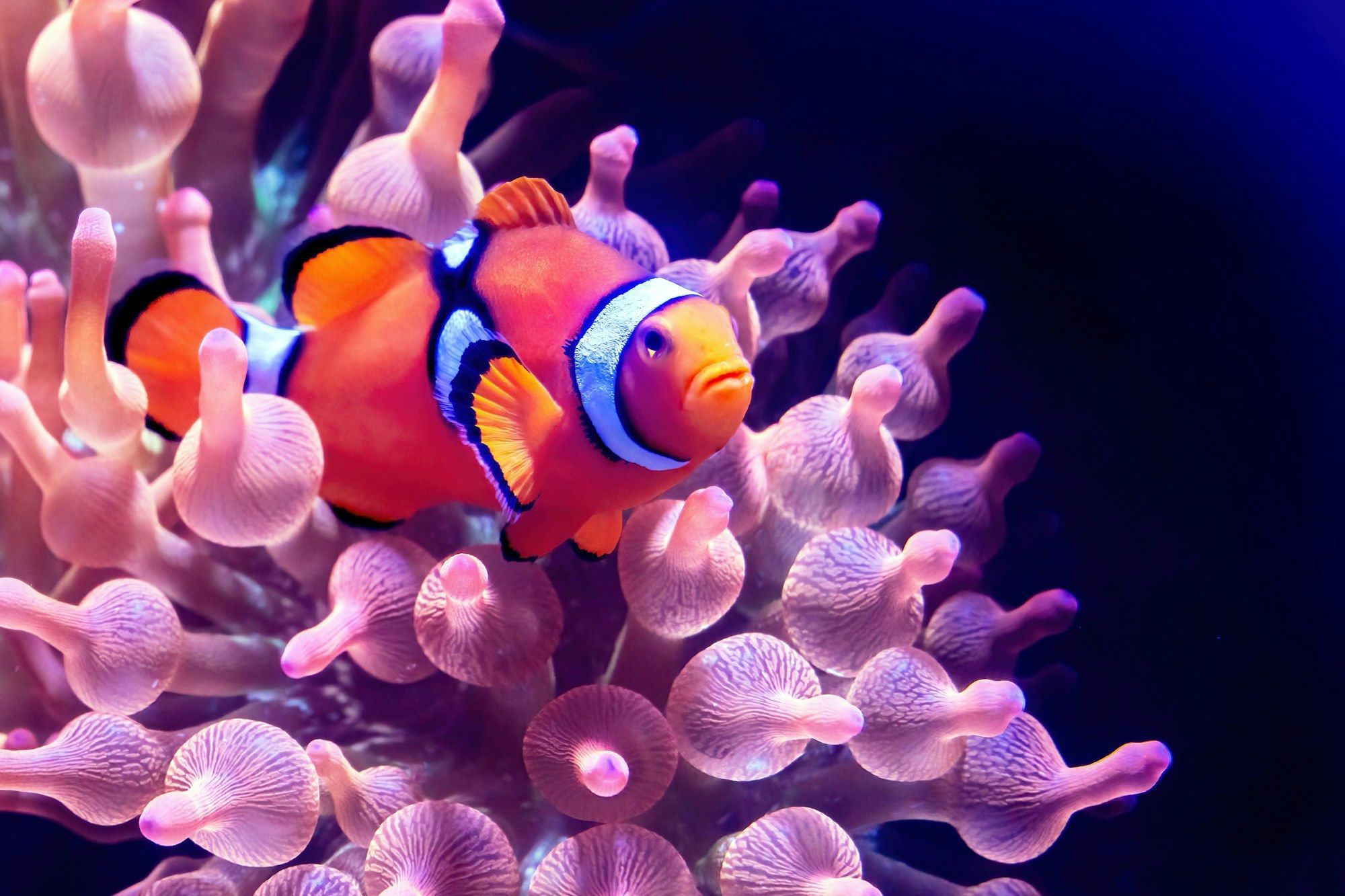 A clownfish in a bubble tip anemone