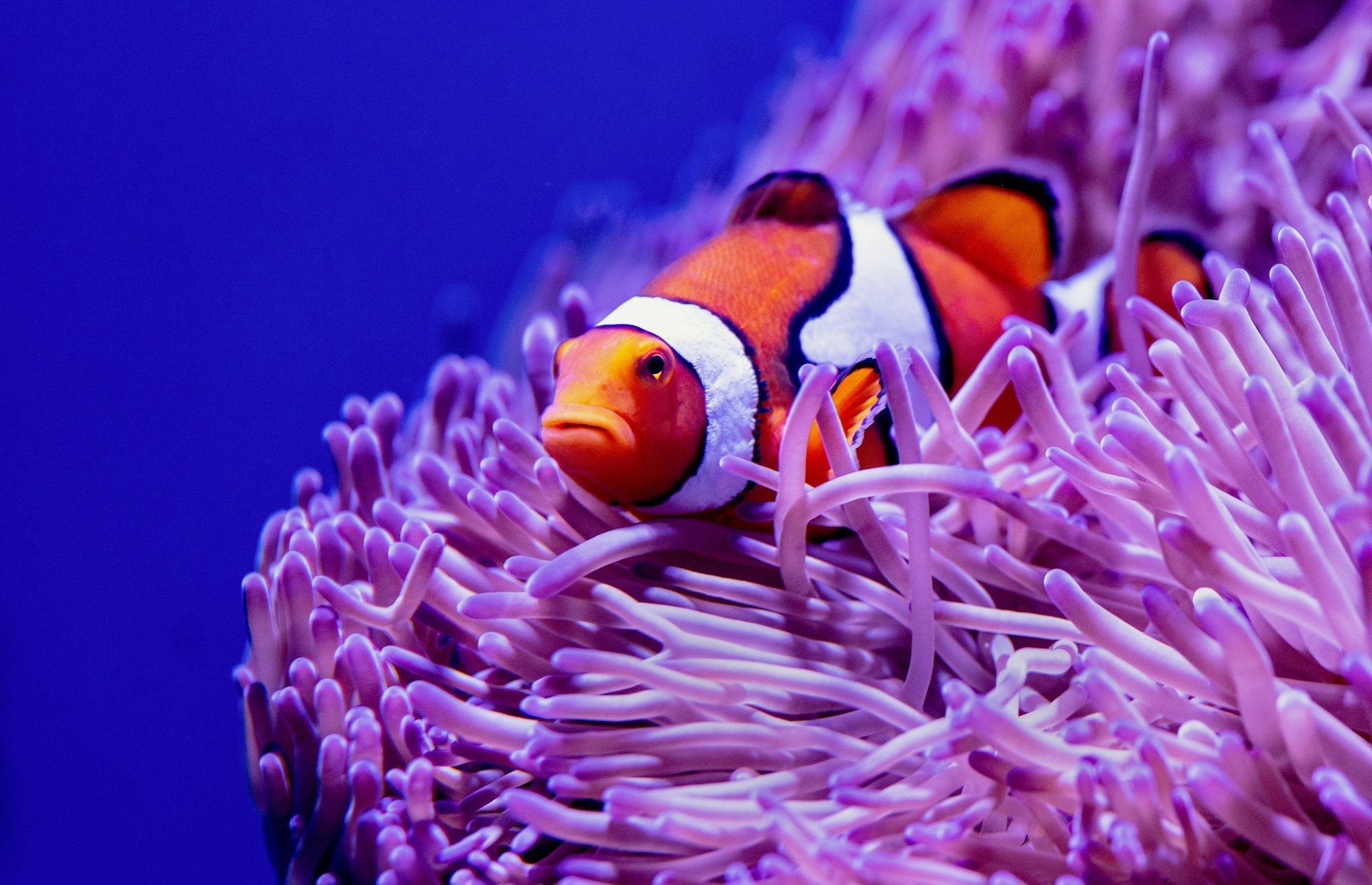 An ocellaris clownfish nestled in a pink anemone