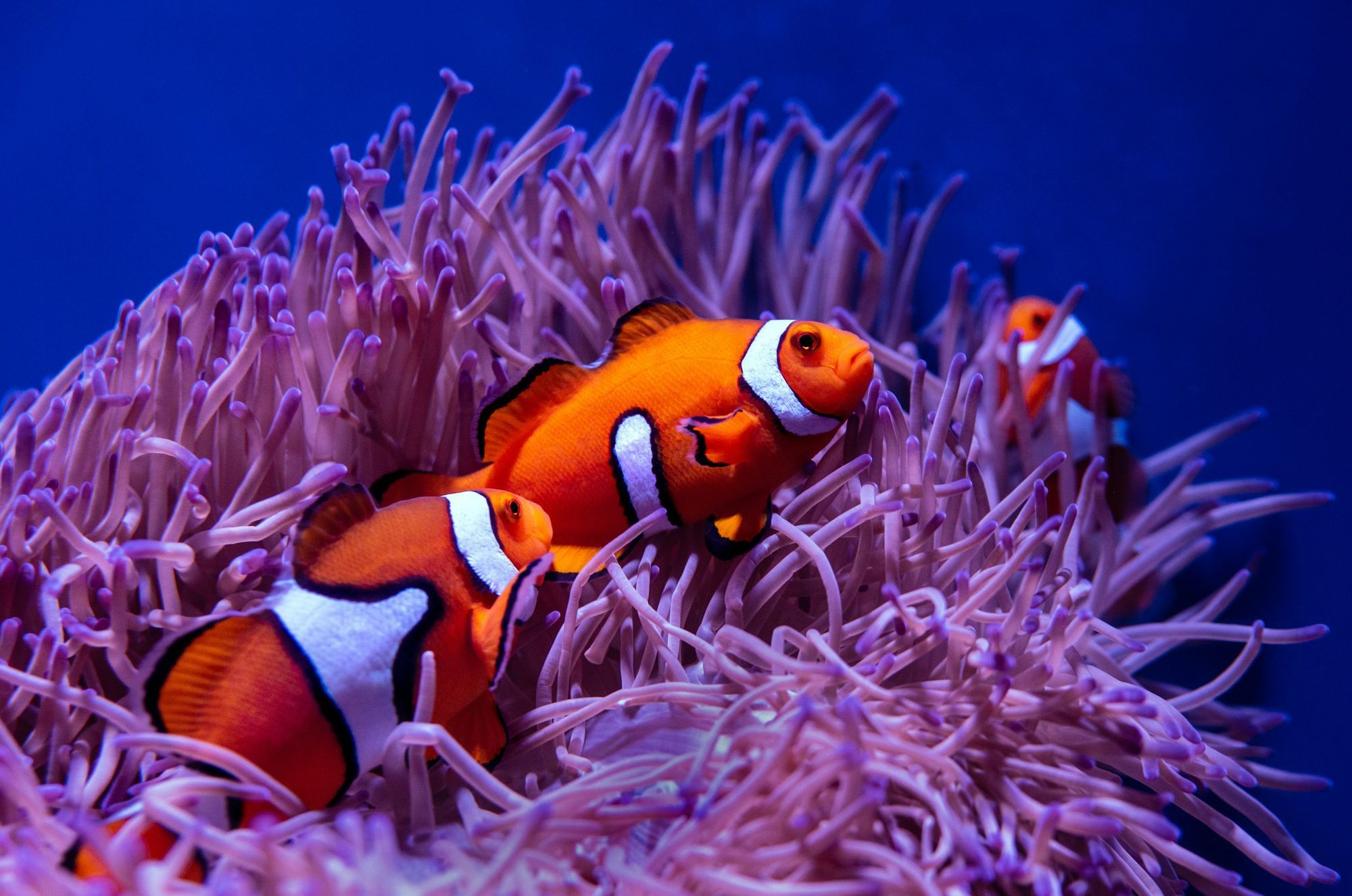 Three clownfish in a pink anemone